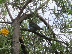 Chrysococcyx lucidus plagosus