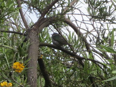 Chrysococcyx lucidus plagosus