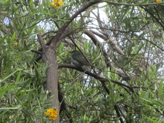 Chrysococcyx lucidus plagosus