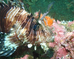 Pterois