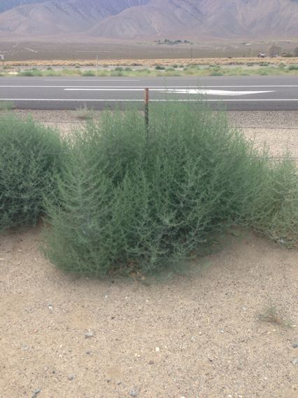 tumbleweed (Invasive Species of Texas) · iNaturalist