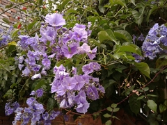 Solanum wendlandii