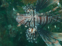 Pterois