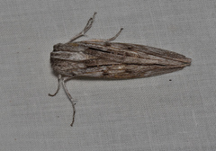Capusa cuculloides
