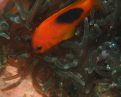 Amphiprion ephippium