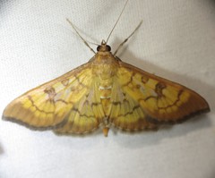 Mimorista subcostalis