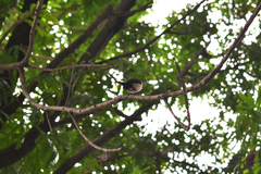 Lonchura leucogastroides