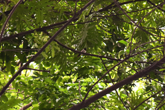 Lonchura leucogastroides