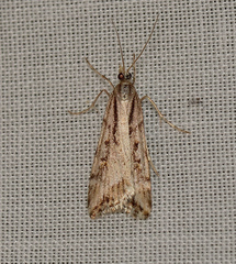 Scoparia ithyntis
