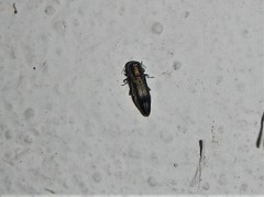 Agrilus derasofasciatus
