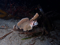 Nautichthys oculofasciatus