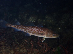 Gadus macrocephalus