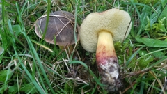 Xerocomellus diffractus