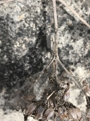 Neoscona nautica