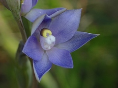 Thelymitra arenaria