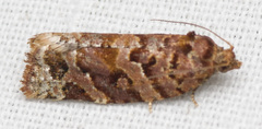 Argyrotaenia tabulana