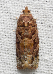 Argyrotaenia tabulana