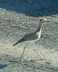 Burhinus