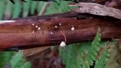 Mycena pterigena