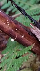Mycena pterigena