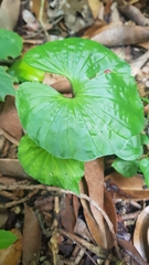 Nervilia concolor