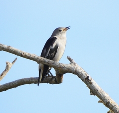 Daurian Starling photo 4