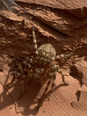 Eusparassus walckenaeri