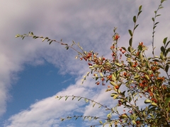 Cotoneaster multiflorus