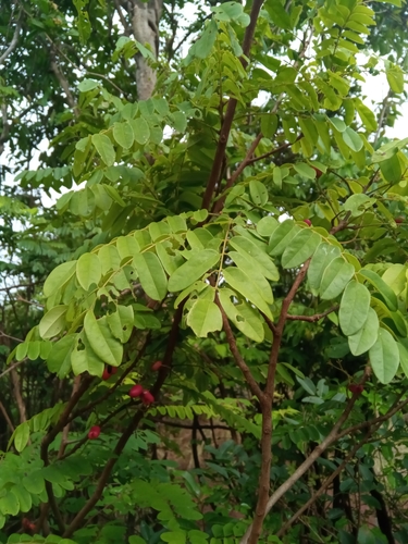 shortpod