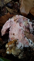 Mycogone rosea