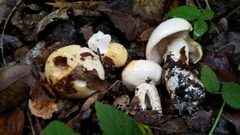 Cortinarius albofragrans