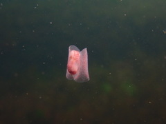 Gastropteron pacificum