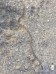 Masticophis bilineatus