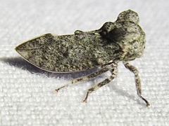 Microcentrus perditus