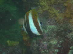 Coradion chrysozonus