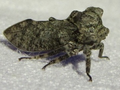 Microcentrus perditus