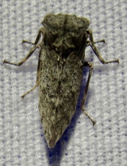 Microcentrus perditus