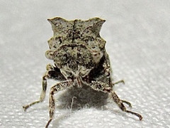 Microcentrus perditus