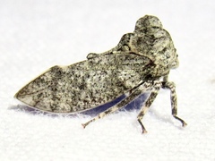 Microcentrus perditus