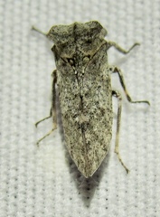 Microcentrus perditus