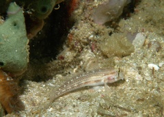 Gnatholepis cauerensis