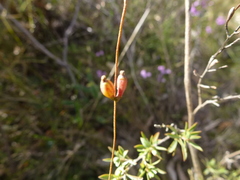 Cassytha glabella dispar