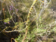 Cassytha glabella dispar