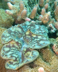 Tridacninae