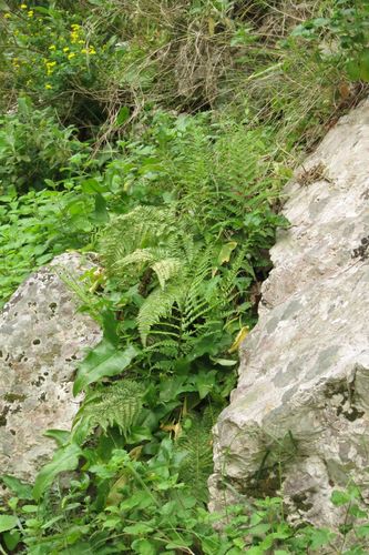 Image of Dryopteris pallida by (c) Ed Alverson, some rights reserved (CC BY)