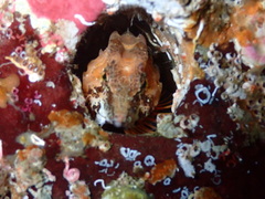 Rhamphocottus richardsonii