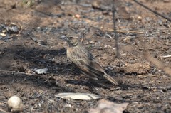 Mirafra rufocinnamomea