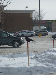 Corvus brachyrhynchos