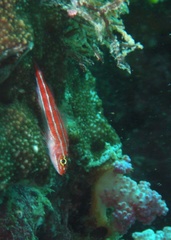 Helcogramma striata