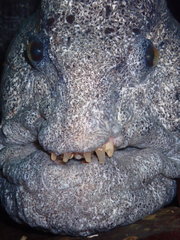 Anarrhichthys ocellatus